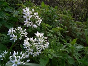 18 latte di gallina (Ornithogalum umbellatum).